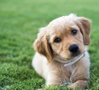 Golden retriever 