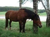 Lithuanian heavy tru