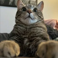 ardahasjoinedthechat