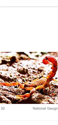 Mango The Scorpion