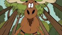 Moose
