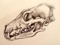 Coyote Skull