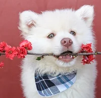 Husky BayMax