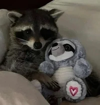 raccoon therapist