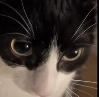 Ivy The Builled Girl