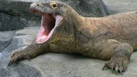 Komodo Dragon