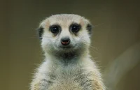 Meerkat
