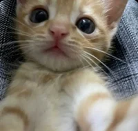 Cat stole your phone