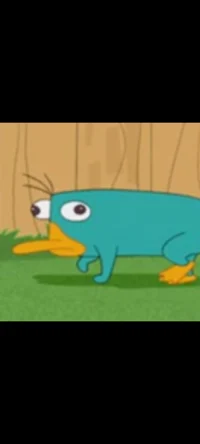 Platypus 