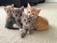 Cuatro gatitos bebes