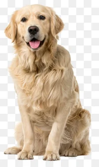 Golden Retriever PNG