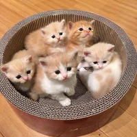 Cinco gatitos bebes
