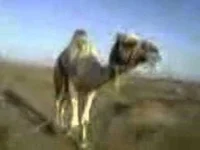 Camel