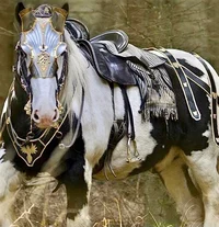 Pinto Draft Horse