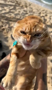 KITTYYYY