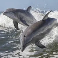 Dolphin pod 
