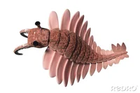 Anomalocaris