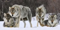 Wolfpack