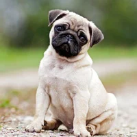 Pug Ai