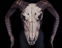 Bull-skull