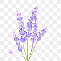 Lavender Lady
