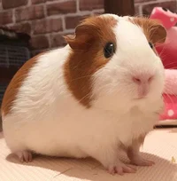 Guinea pig