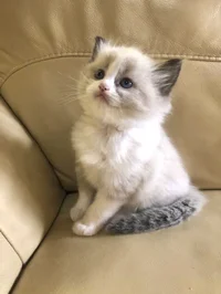 Cute kitten