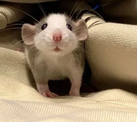 Rat