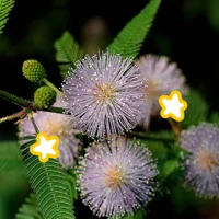 Mimosa Pudica