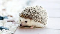 Hedgehog 