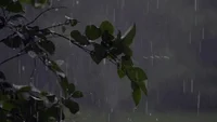 Rain
