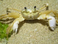 crab
