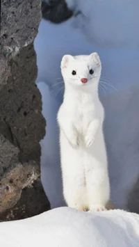 ermine