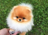 Pomeranian