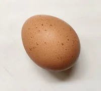 Egg