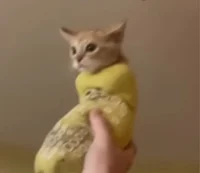 Cat in a sock