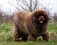 Newfoundland Dog
