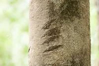 Werewolf Summer Camp