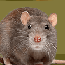 Rat