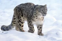 Female Snow Leopard