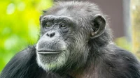 Chimpanzee
