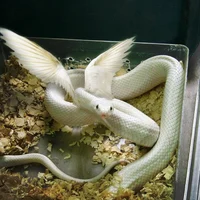 Angelsnake real life