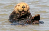 Otto the Sea Otter
