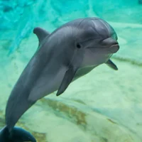 Dolphin