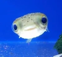 fishy