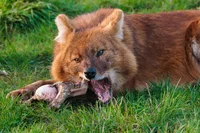 Dhole 