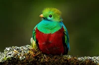Quetzal