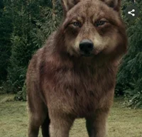 Jacob Black