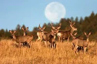 Deer herd