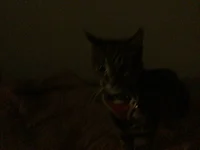 Pookie